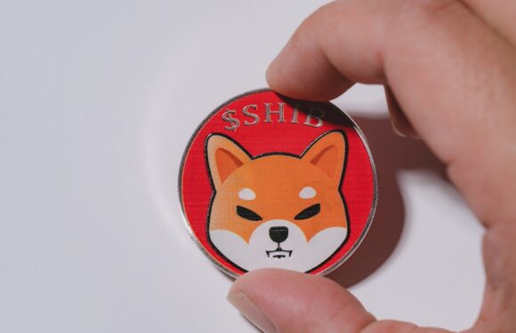 Everything You Need To Know About Shiba Inu (SHIB)