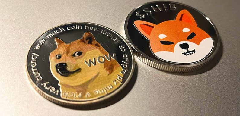 Flasko Likely To Become A Major Cryptocurrency As Both Cardano And Shiba Inu Continue To Plummet